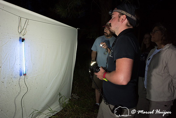 Moth night, attracting moths and other invertebrates using light