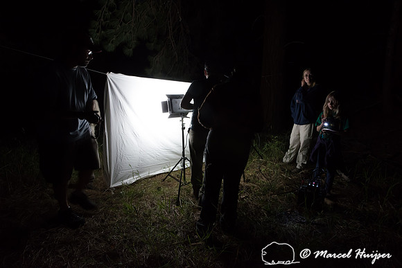 Moth night, attracting moths and other invertebrates using light