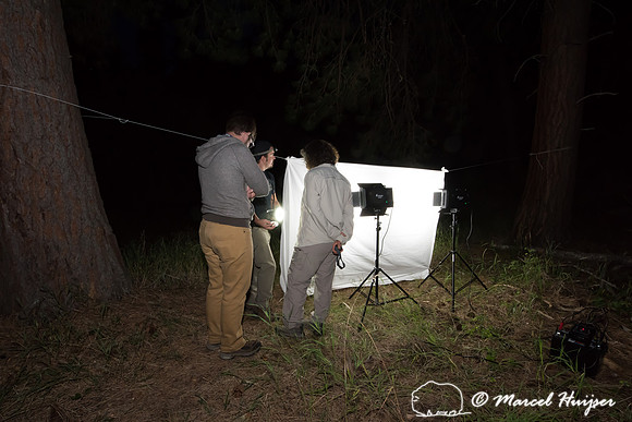 Moth night, attracting moths and other invertebrates using light