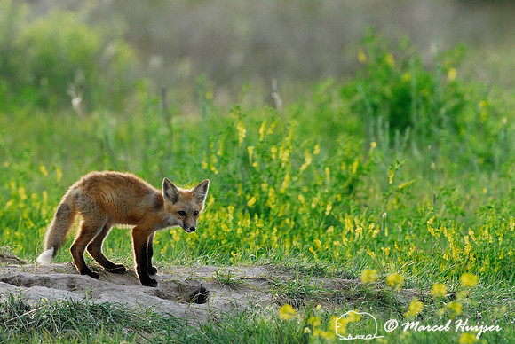 Red fox (Vulpes vulpes) kit venturing outside the den, Montana, USA