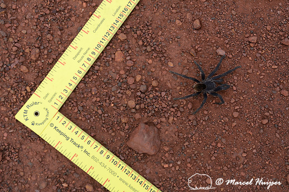 Spider, Parque Nacional Serra da Canastra, Minas Gerais, Brazil