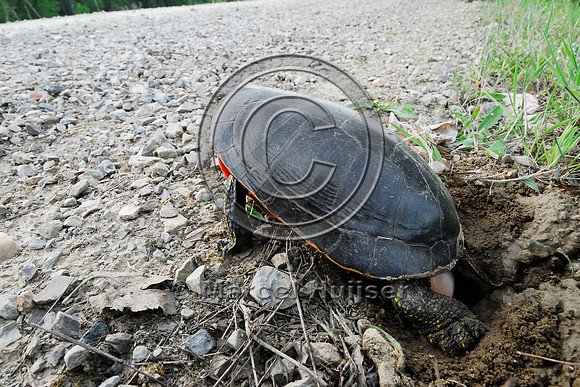 Western painted turtle ( Chrysemys picta bellii) digging a hole and laying eggs along a gravel road, northern Idaho, USA