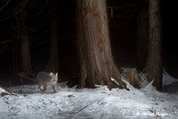 Bobcat (Lynx rufus), at the bear rub tree, Montana