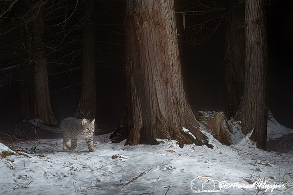 Bobcat (Lynx rufus), at the bear rub tree, Montana