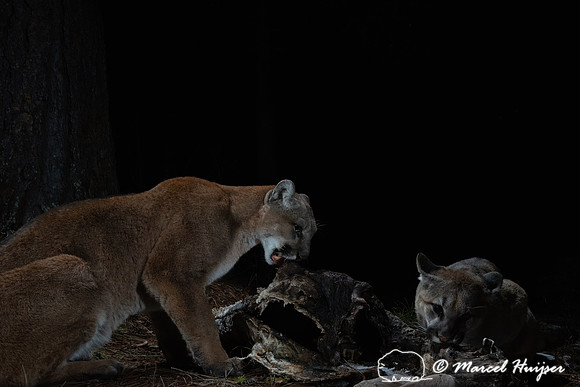 Mountain lions (Puma concolor), an adult female and her kitten,