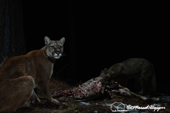 Mountain lions (Puma concolor), an adult female and her kitten,
