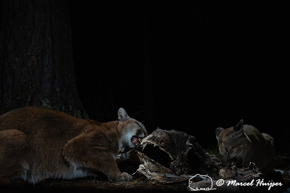 Mountain lions (Puma concolor), an adult female and her kitten,
