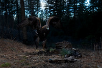 Golden eagle (Aquila chrysaetos) feeding on an old deer carcass,