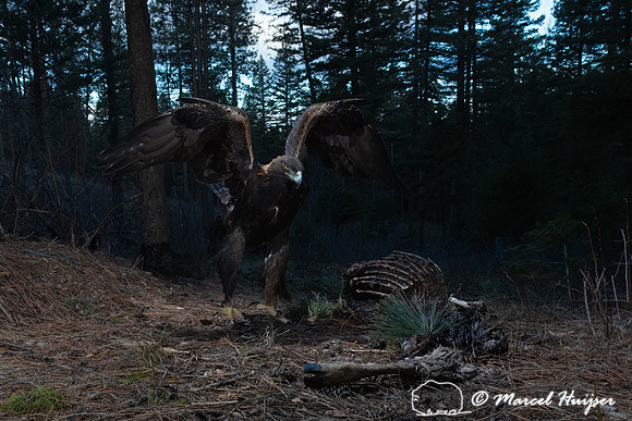 Golden eagle (Aquila chrysaetos) feeding on an old deer carcass,