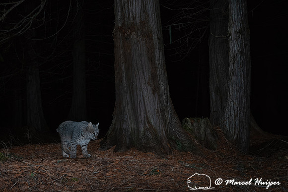 Bobcat (Lynx rufus), at the bear rub tree, Montana