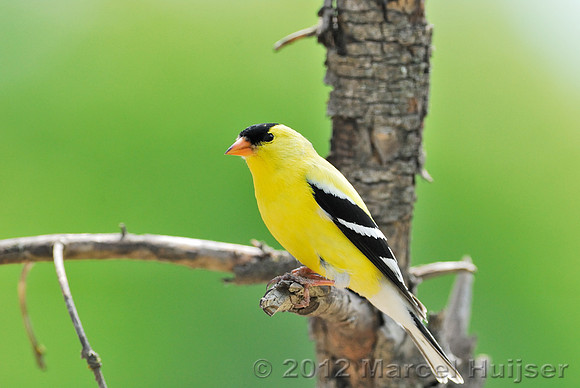 American goldfinch (Carduelis tristis), Missoula, Montana, USA