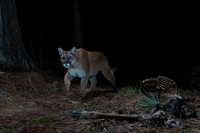 Mountain lion (Puma concolor) at the old deer carcass, Montana