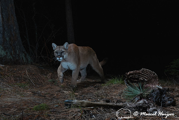 Mountain lion (Puma concolor) at the old deer carcass, Montana