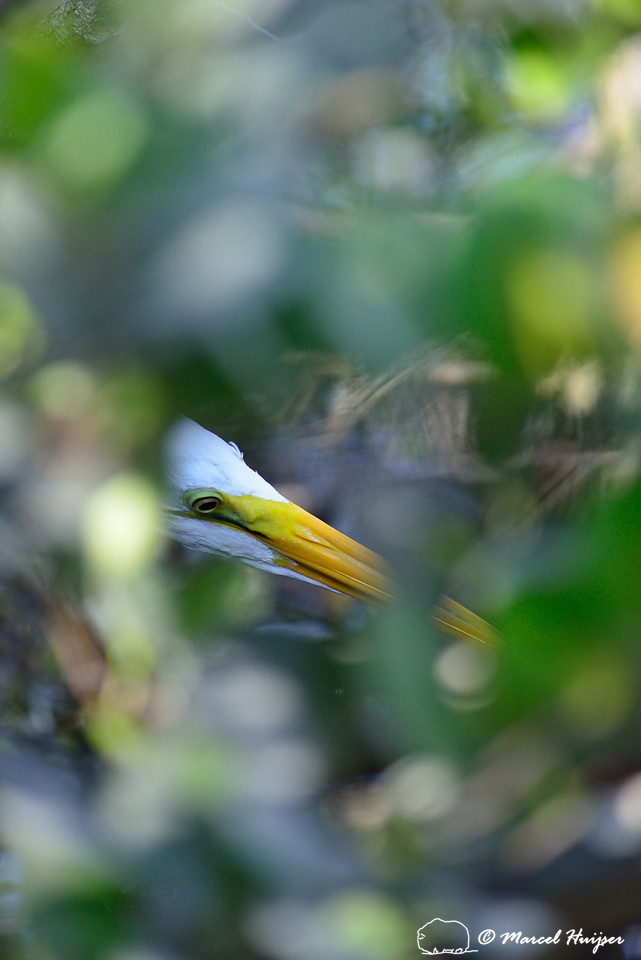 Great egret (Ardea alba), Big Cypress National Preserve, Florida, USA