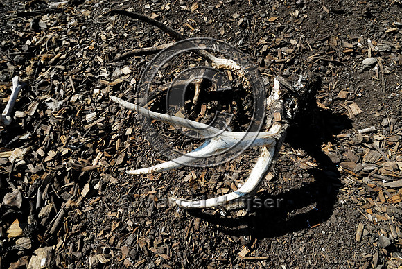 Mule deer (Odocoileus hemionus) antlers, roadkill at wildlife composting facility, MT