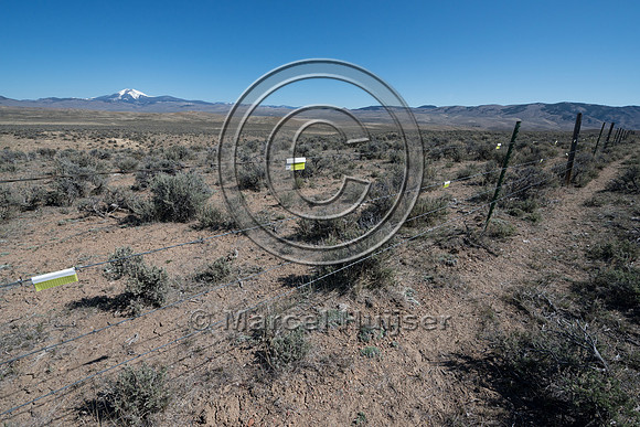 Fence markers to  reduce sage grouse strikes, Montana, USA