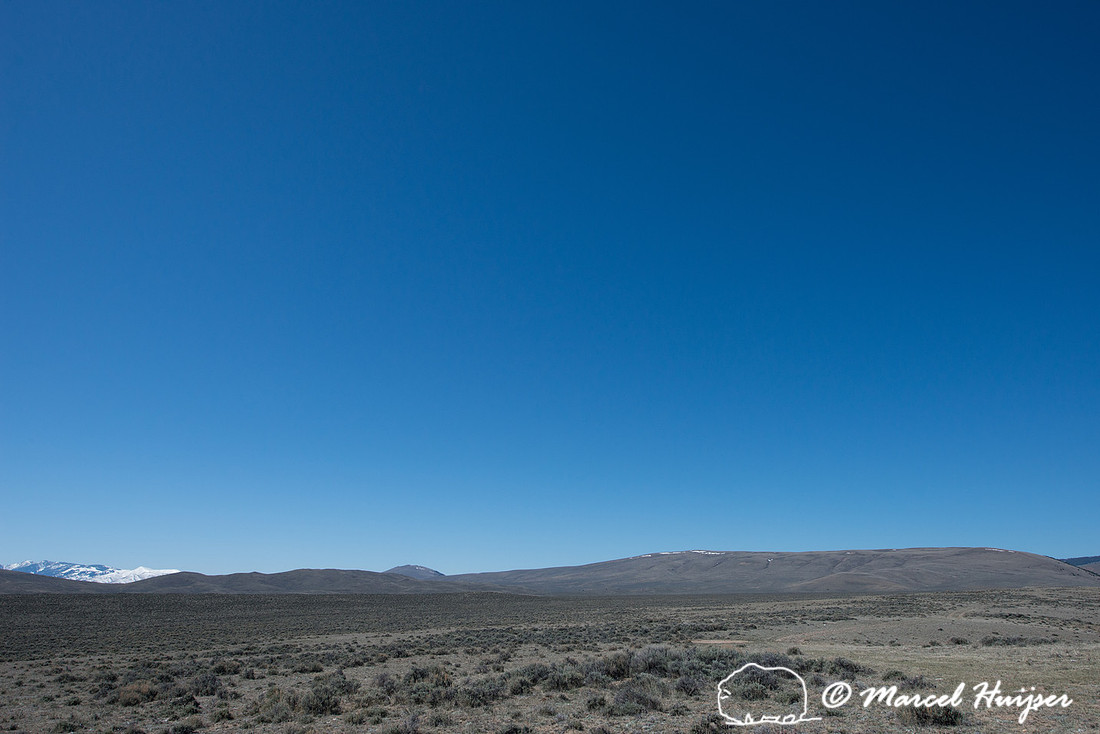 Sage-grouse breeding lek,  Montana, USA