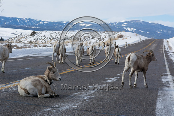 Bighorn sheep (Ovis canadensis), licking road salt, Montana, USA