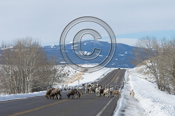 Bighorn sheep (Ovis canadensis), licking road salt, Montana, USA