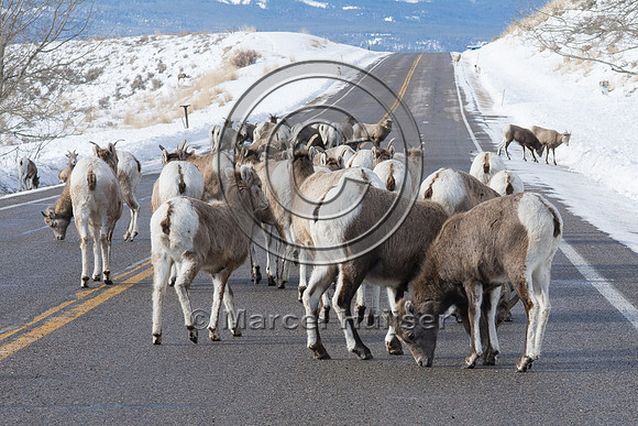 Bighorn sheep (Ovis canadensis), licking road salt, Montana, USA