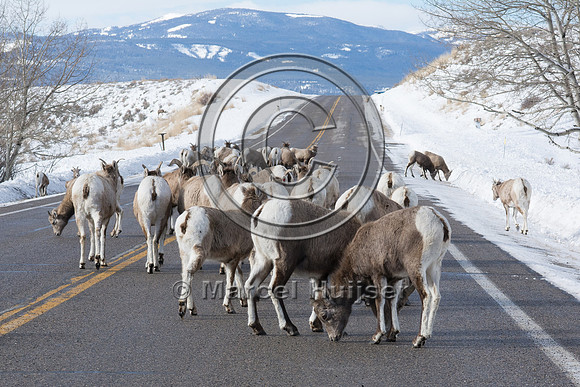Bighorn sheep (Ovis canadensis), licking road salt, Montana, USA
