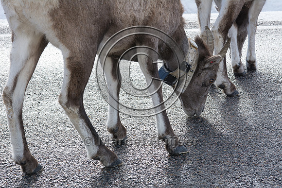 Bighorn sheep (Ovis canadensis), licking road salt, Montana, USA