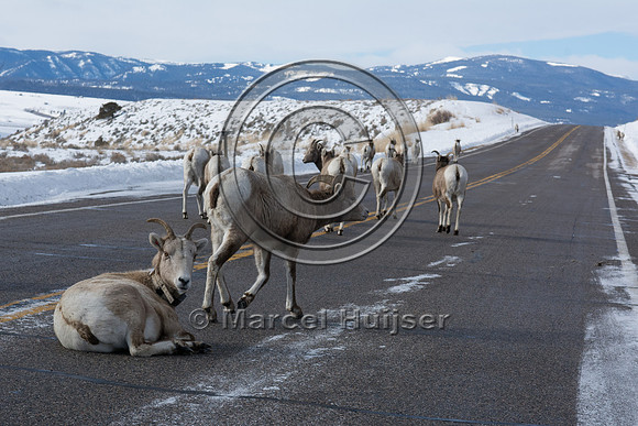 Bighorn sheep (Ovis canadensis), licking road salt, Montana, USA