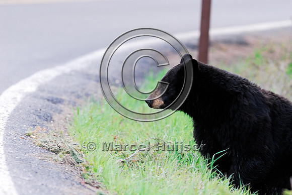 Black bear (Ursus americanus) crossing the road, WY