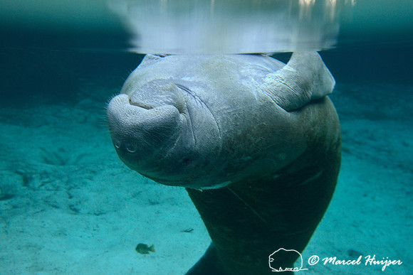 West Indian manatee (Trichechus manatus), Crystal River, Kings Bay, Florida, USA.
