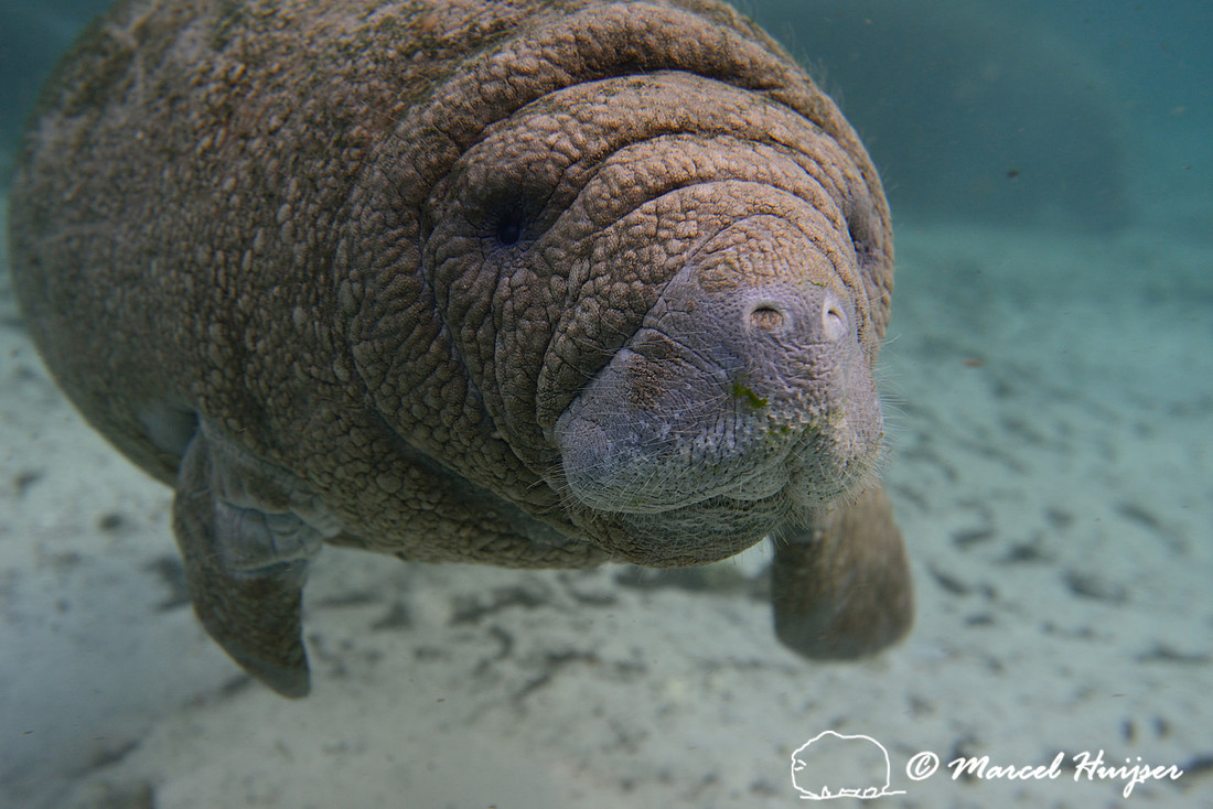 Florida wildlife: West Indian manatee (Trichechus manatus), Florida, USA