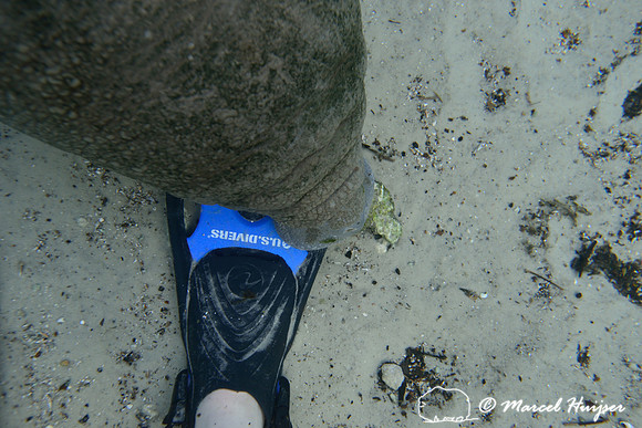 West Indian manatee (Trichechus manatus) investigating fin, Crystal River, Kings Bay, Florida, USA.