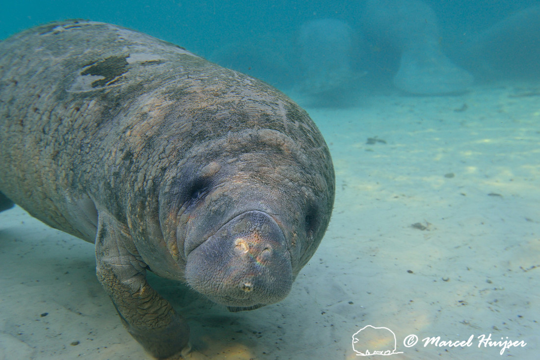 Florida wildlife: West Indian manatee (Trichechus manatus) approaching, Florida, USA