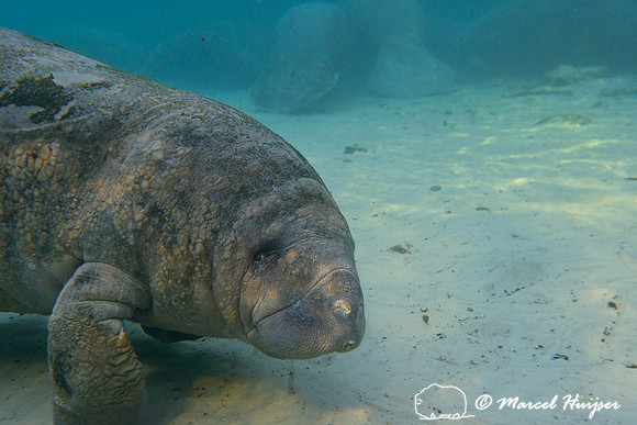 West Indian manatee (Trichechus manatus), Crystal River, Kings Bay, Florida, USA.