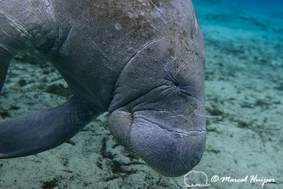 West Indian manatee (Trichechus manatus), Crystal River, Kings Bay, Florida, USA