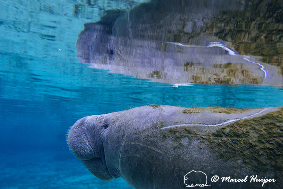 West Indian manatee (Trichechus manatus), Crystal River, Kings Bay, Florida, USA.