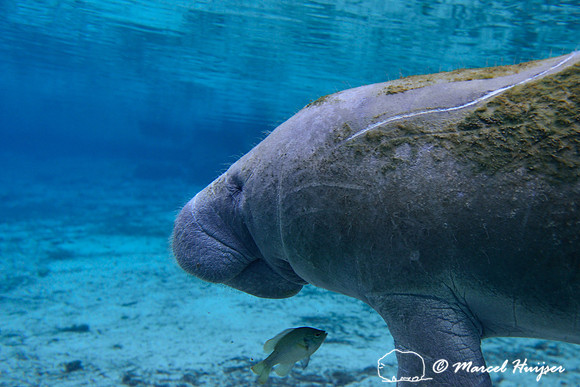 West Indian manatee (Trichechus manatus), Crystal River, Kings Bay, Florida, USA.