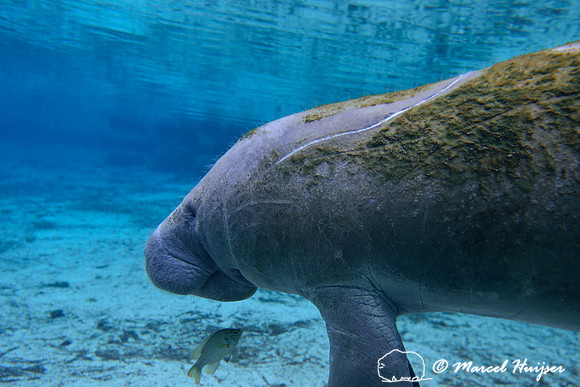 West Indian manatee (Trichechus manatus), Crystal River, Kings Bay, Florida, USA.