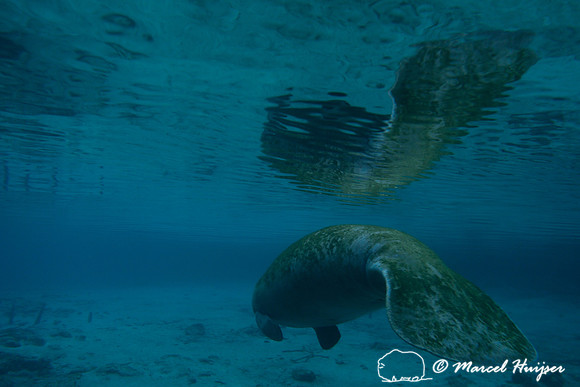 West Indian manatee (Trichechus manatus), Crystal River, Kings Bay, Florida, USA.