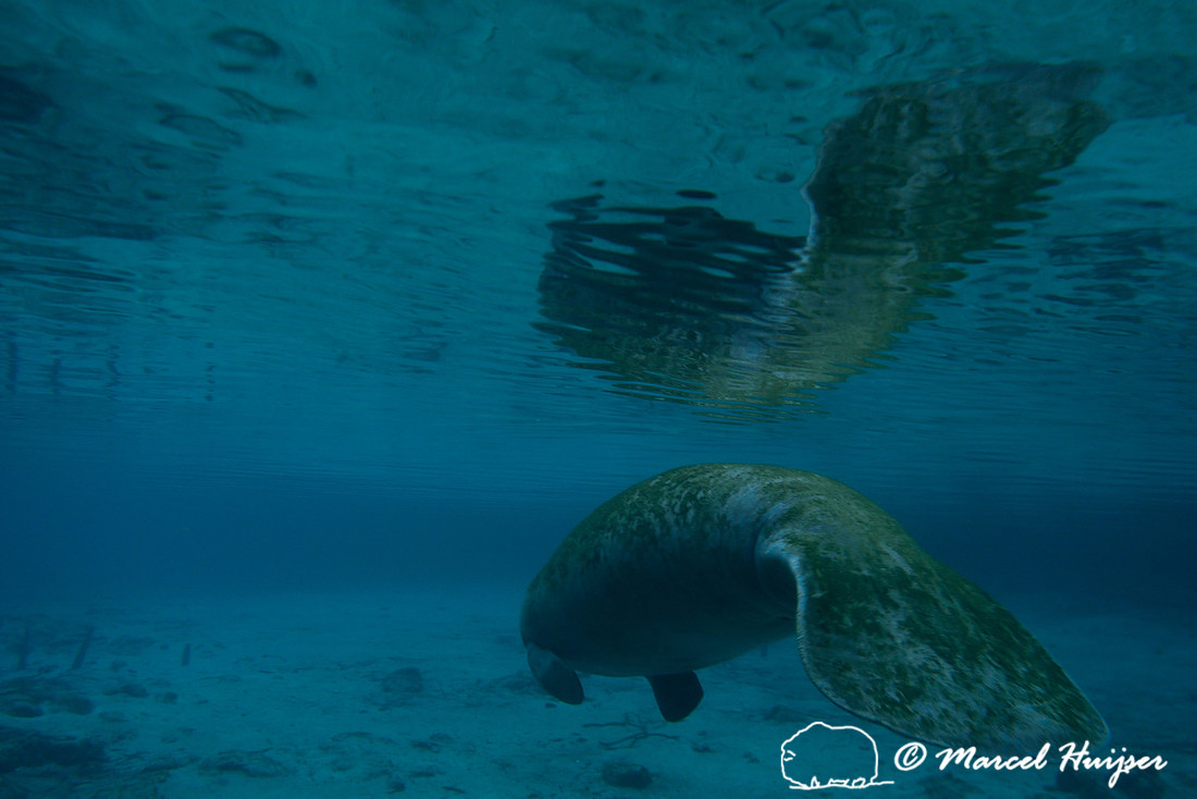 Florida wildlife: West Indian manatee (Trichechus manatus) from the back, Florida, USA