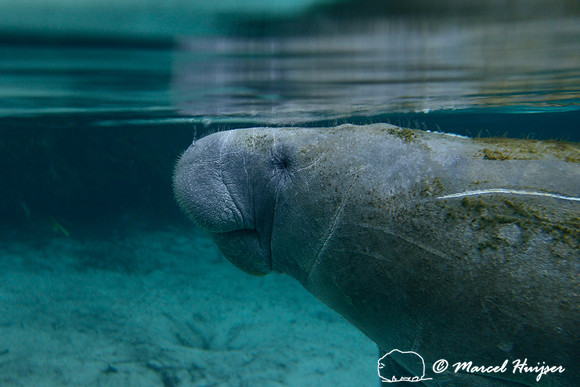 West Indian manatee (Trichechus manatus), Crystal River, Kings Bay, Florida, USA.