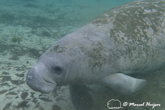 West Indian manatee (Trichechus manatus), Crystal River, Kings Bay, Florida, USA.