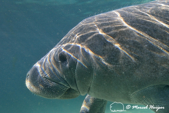 West Indian manatee (Trichechus manatus), Crystal River, Kings Bay, Florida, USA.