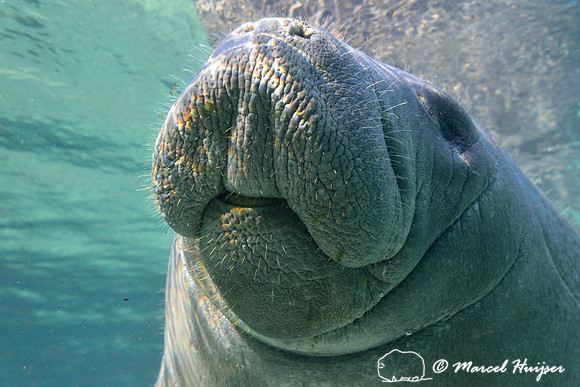 West Indian manatee (Trichechus manatus), Crystal River, Kings Bay, Florida, USA.