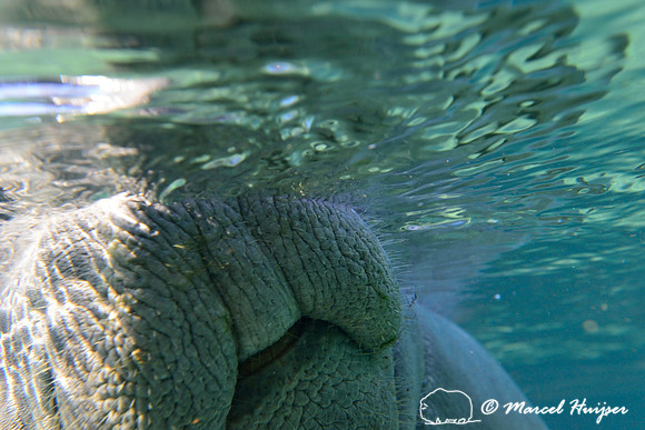 West Indian manatee (Trichechus manatus), Crystal River, Kings Bay, Florida, USA.