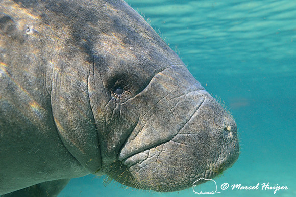 West Indian manatee (Trichechus manatus), Crystal River, Kings Bay, Florida, USA.