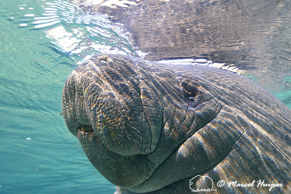 West Indian manatee (Trichechus manatus), Crystal River, Kings Bay, Florida, USA.