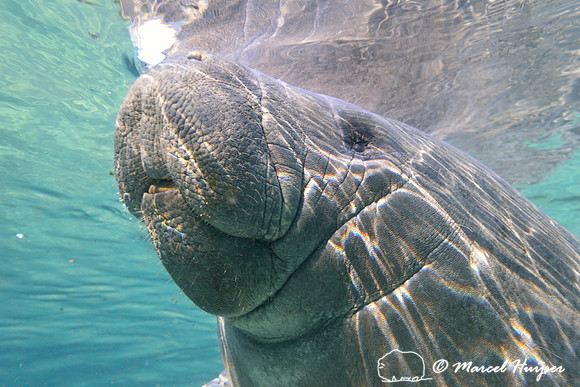 West Indian manatee (Trichechus manatus), Crystal River, Kings Bay, Florida, USA.