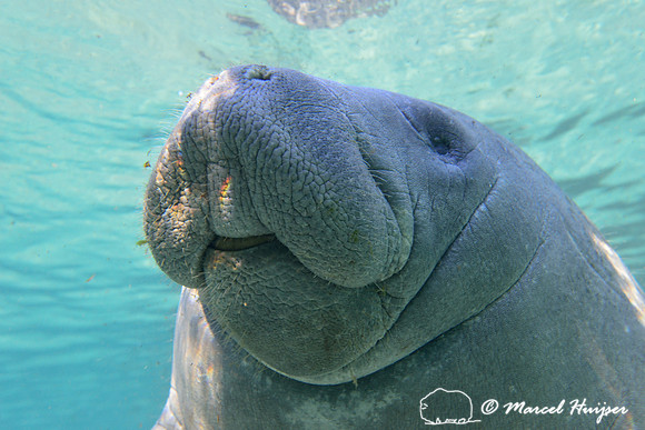 West Indian manatee (Trichechus manatus), Crystal River, Kings Bay, Florida, USA.