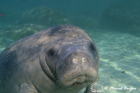 West Indian manatee (Trichechus manatus), Crystal River, Kings Bay, Florida, USA.