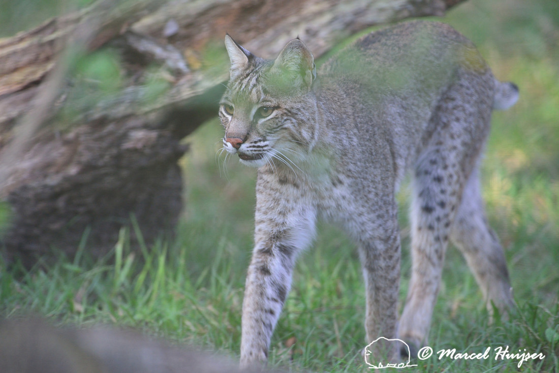 Florida wildlife: Bobcat (Lynx rufus), Florida, USA (captive animal)